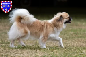 Mehr über den Artikel erfahren Tibet-Spaniel Züchter und Welpen in Centre-Val de Loire