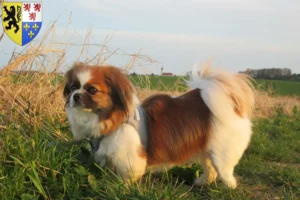 Mehr über den Artikel erfahren Tibet-Spaniel Züchter und Welpen in Hauts-de-France