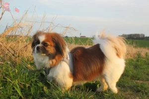 Mehr über den Artikel erfahren Tibet-Spaniel Züchter und Welpen in Hovedstaden