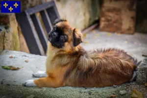 Mehr über den Artikel erfahren Tibet-Spaniel Züchter und Welpen in Île-de-France