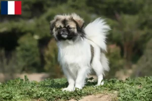 Mehr über den Artikel erfahren Tibet-Spaniel Züchter und Welpen in Martinique