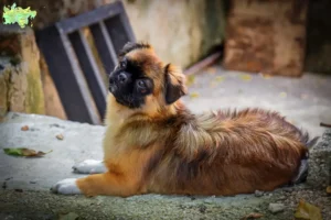 Mehr über den Artikel erfahren Tibet-Spaniel Züchter und Welpen in Midtjylland