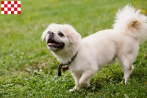 Mehr über den Artikel erfahren Tibet-Spaniel Züchter und Welpen in Nordbrabant