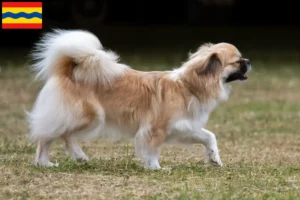 Mehr über den Artikel erfahren Tibet-Spaniel Züchter und Welpen in Overijssel