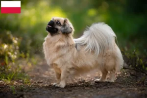 Mehr über den Artikel erfahren Tibet-Spaniel Züchter und Welpen in Polen