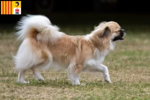 Mehr über den Artikel erfahren Tibet-Spaniel Züchter und Welpen in der Provence-Alpes-Côte d’Azur