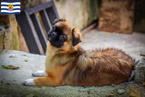 Mehr über den Artikel erfahren Tibet-Spaniel Züchter und Welpen in Zeeland