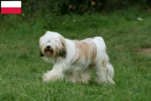 Mehr über den Artikel erfahren Tibet Terrier Züchter und Welpen in Polen