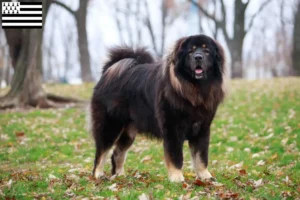 Mehr über den Artikel erfahren Tibetdogge Züchter und Welpen in der Bretagne