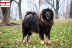 Mehr über den Artikel erfahren Tibetdogge Züchter und Welpen in Drenthe