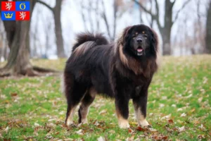 Mehr über den Artikel erfahren Tibetdogge Züchter und Welpen in Hradec Králové