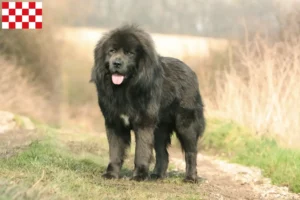 Mehr über den Artikel erfahren Tibetdogge Züchter und Welpen in Nordbrabant