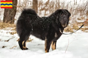 Mehr über den Artikel erfahren Tibetdogge Züchter und Welpen in Overijssel