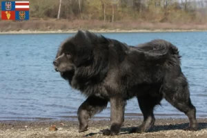 Mehr über den Artikel erfahren Tibetdogge Züchter und Welpen in Südmähren