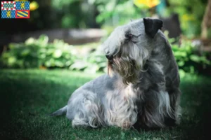 Mehr über den Artikel erfahren Tschechischer Terrier Züchter und Welpen in Bourgogne-Franche-Comté