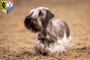 Mehr über den Artikel erfahren Tschechischer Terrier Züchter und Welpen in Hauts-de-France