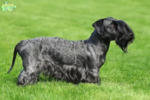 Mehr über den Artikel erfahren Tschechischer Terrier Züchter und Welpen in Midtjylland