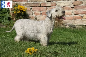 Mehr über den Artikel erfahren Tschechischer Terrier Züchter und Welpen in Nouvelle-Aquitaine