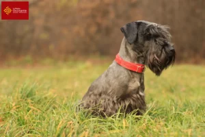 Mehr über den Artikel erfahren Tschechischer Terrier Züchter und Welpen in Okzitanien