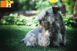 Mehr über den Artikel erfahren Tschechischer Terrier Züchter und Welpen in der Provence-Alpes-Côte d’Azur