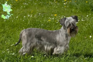 Mehr über den Artikel erfahren Tschechischer Terrier Züchter und Welpen in Sjælland