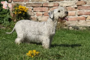 Mehr über den Artikel erfahren Tschechischer Terrier Züchter und Welpen in Syddanmark