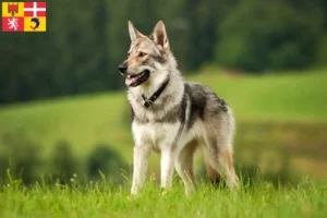 Mehr über den Artikel erfahren Tschechoslowakischer Wolfhund Züchter und Welpen in Auvergne-Rhône-Alpes