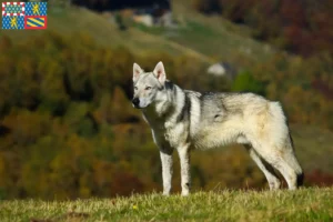 Mehr über den Artikel erfahren Tschechoslowakischer Wolfhund Züchter und Welpen in Bourgogne-Franche-Comté