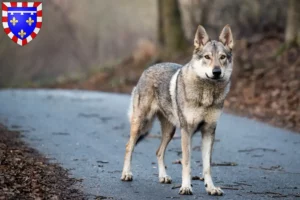 Mehr über den Artikel erfahren Tschechoslowakischer Wolfhund Züchter und Welpen in Centre-Val de Loire