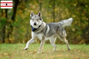 Mehr über den Artikel erfahren Tschechoslowakischer Wolfhund Züchter und Welpen in Drenthe