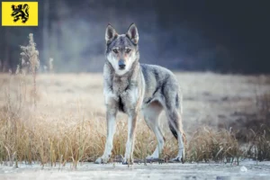 Mehr über den Artikel erfahren Tschechoslowakischer Wolfhund Züchter und Welpen in Flandern