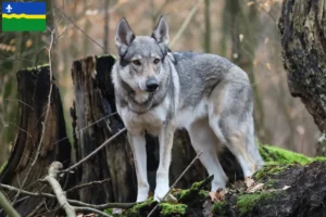 Mehr über den Artikel erfahren Tschechoslowakischer Wolfhund Züchter und Welpen in Flevoland