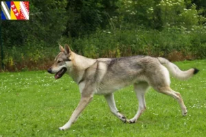 Mehr über den Artikel erfahren Tschechoslowakischer Wolfhund Züchter und Welpen in Grand Est