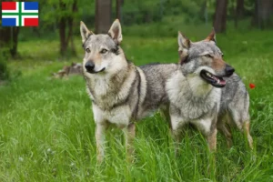 Mehr über den Artikel erfahren Tschechoslowakischer Wolfhund Züchter und Welpen in Groningen