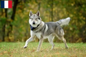 Mehr über den Artikel erfahren Tschechoslowakischer Wolfhund Züchter und Welpen in Guadeloupe