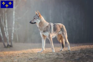 Mehr über den Artikel erfahren Tschechoslowakischer Wolfhund Züchter und Welpen in Île-de-France
