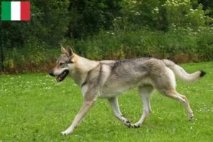 Mehr über den Artikel erfahren Tschechoslowakischer Wolfhund Züchter und Welpen in Italien