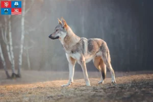 Mehr über den Artikel erfahren Tschechoslowakischer Wolfhund Züchter und Welpen in Karlsbad