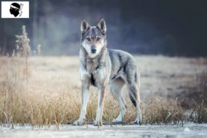 Mehr über den Artikel erfahren Tschechoslowakischer Wolfhund Züchter und Welpen auf Korsika