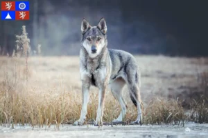 Mehr über den Artikel erfahren Tschechoslowakischer Wolfhund Züchter und Welpen in Liberec