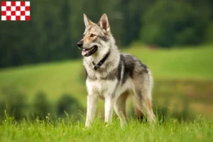 Mehr über den Artikel erfahren Tschechoslowakischer Wolfhund Züchter und Welpen in Nordbrabant