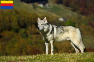 Mehr über den Artikel erfahren Tschechoslowakischer Wolfhund Züchter und Welpen in Nordholland