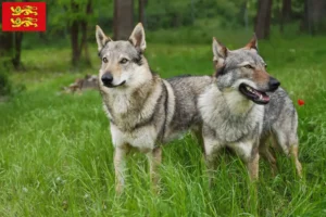 Mehr über den Artikel erfahren Tschechoslowakischer Wolfhund Züchter und Welpen in der Normandie