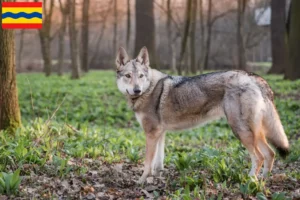 Mehr über den Artikel erfahren Tschechoslowakischer Wolfhund Züchter und Welpen in Overijssel