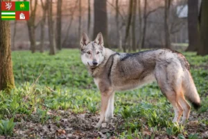 Mehr über den Artikel erfahren Tschechoslowakischer Wolfhund Züchter und Welpen in Pilsen