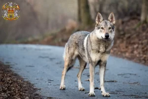 Mehr über den Artikel erfahren Tschechoslowakischer Wolfhund Züchter und Welpen in Prag