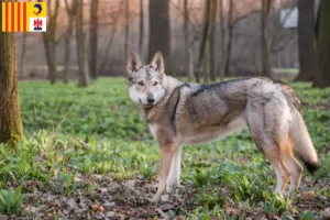 Mehr über den Artikel erfahren Tschechoslowakischer Wolfhund Züchter und Welpen in der Provence-Alpes-Côte d’Azur