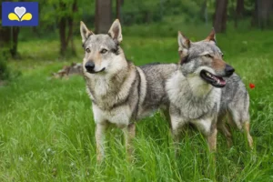 Mehr über den Artikel erfahren Tschechoslowakischer Wolfhund Züchter und Welpen in Region Brüssel-Hauptstadt