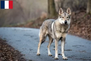 Mehr über den Artikel erfahren Tschechoslowakischer Wolfhund Züchter und Welpen auf Réunion