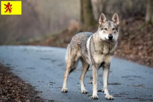 Mehr über den Artikel erfahren Tschechoslowakischer Wolfhund Züchter und Welpen in Südholland